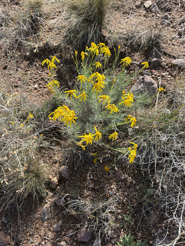 threadleaf groundsel
