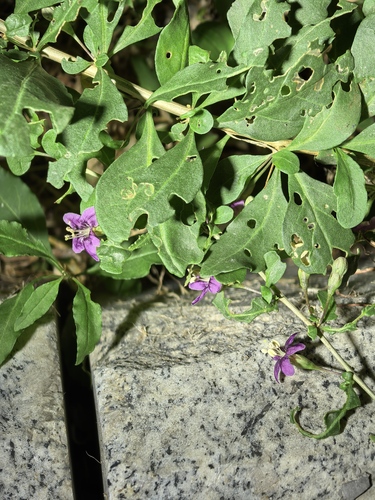 Lycium chinense observed 2026-10-25