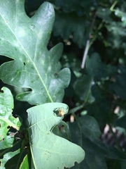 Mangora acalypha