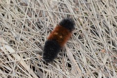 Pyrrharctia isabella