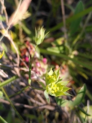 Bupleurum baldense