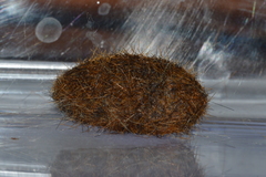 Pyrrharctia isabella