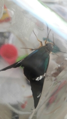 Astraptes fulgerator azul
