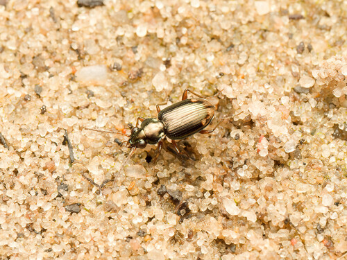 Bembidion niloticum