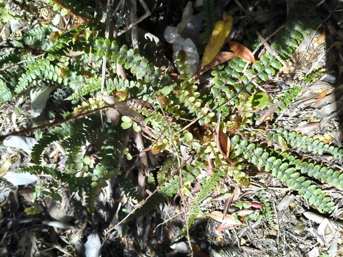 Cranfillia fluviatilis observed 2026-10-25