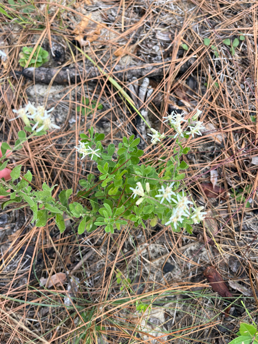 Sericocarpus tortifolius observed 2026-10-25
