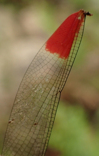 Rubyspots