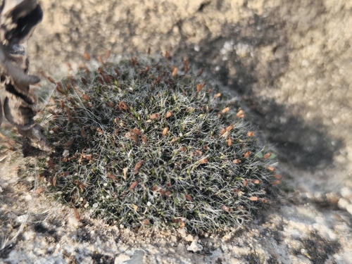 Grey-cushioned Grimmia