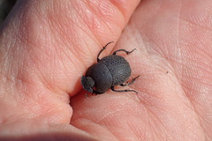 Epirinus flagellatus