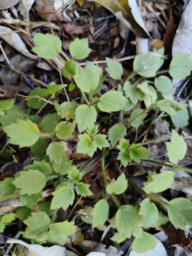 Ranunculus reflexus observed 2026-10-25