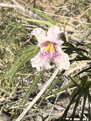 desert willow