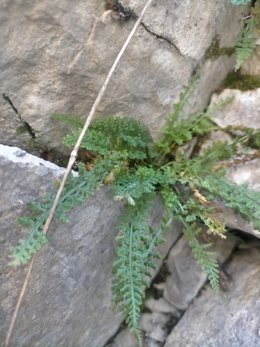 Asplenium fontanum, 2026-10-21