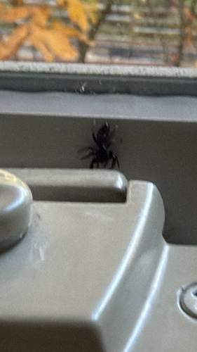 Ribbon Jumping Spider