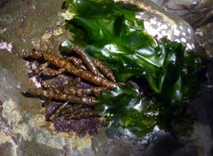 Splachnidium rugosum