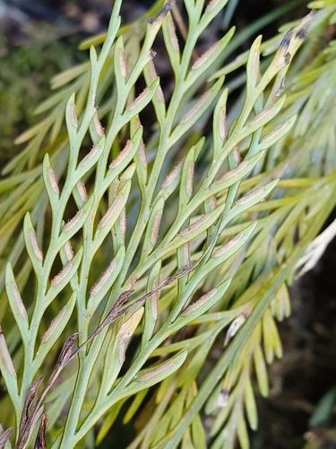 Asplenium marinum, 2026-10-25