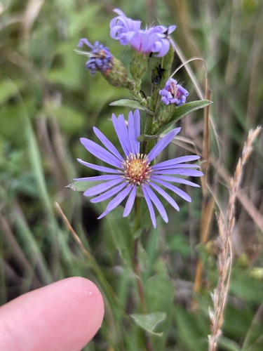Symphyotrichum laeve observed 2026-10-25
