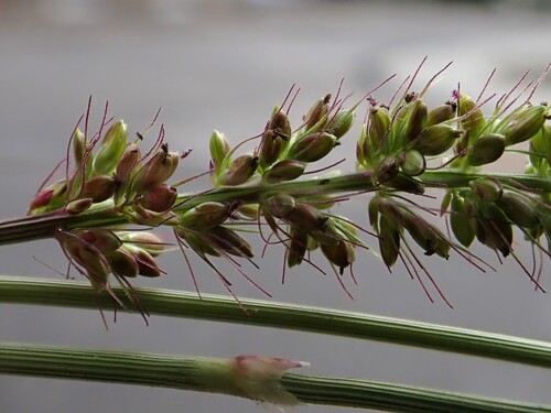 Setaria verticillata observed 2026-10-25