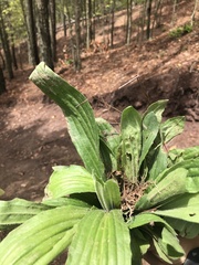 Plantago australis
