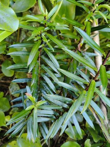 Veronica macrocarpa observed 2026-10-25