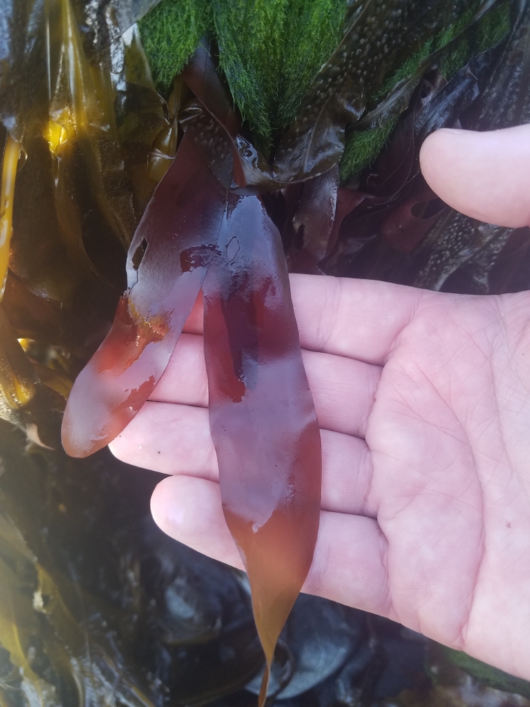 Palmaria Hecatensis (Rocky Intertidal Species Southern California ...