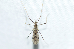 Erioptera graphica