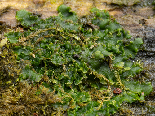 Riccardia observed 2026-10-25