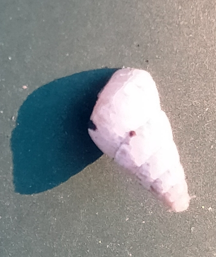 Cochlicella acuta observed 2026-10-25