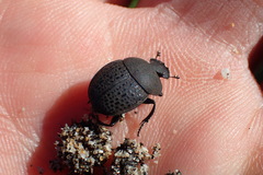 Epirinus flagellatus