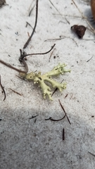 Cladonia perforata