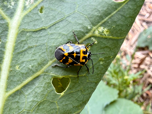 Harlequin Bug