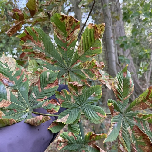 Aesculus hippocastanum observed 2026-10-25