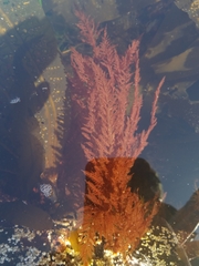 Cumathamnion decipiens