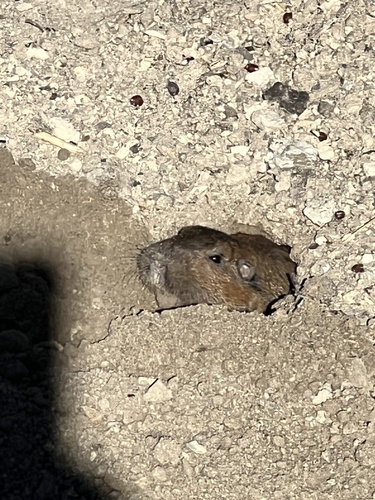 Southern California Pocket Gopher
