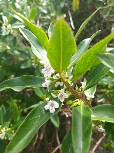 Myoporum laetum observed 2026-10-25