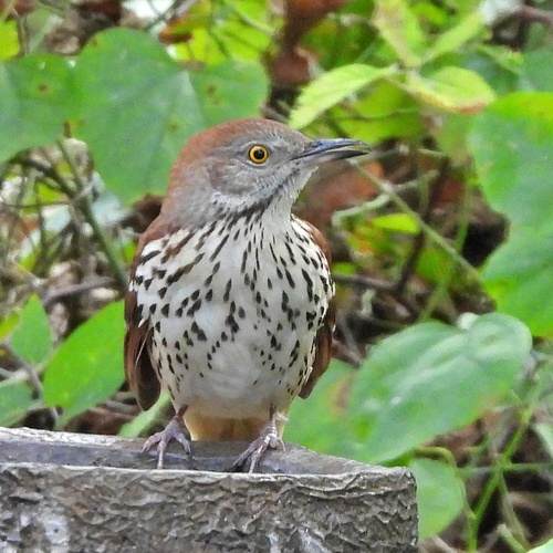 Brown Thrasher