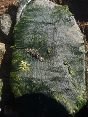 Urospora neglecta
