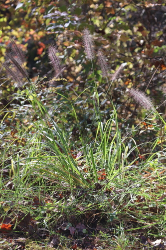 Cenchrus alopecuroides observed 2026-10-25