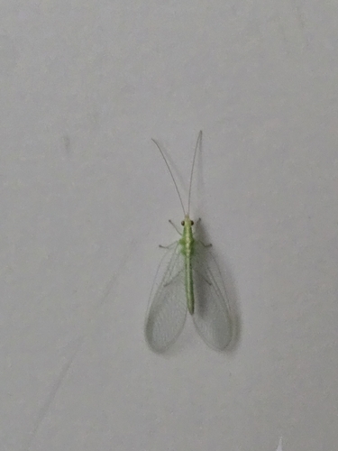 Weeping Green Lacewing