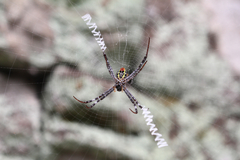Argiope vietnamensis