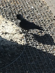 Corvus monedula