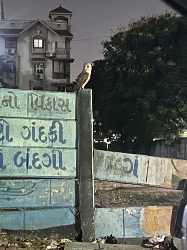 Indian Barn Owl