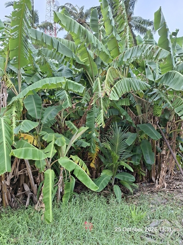 Musa paradisiaca observed 2026-10-25
