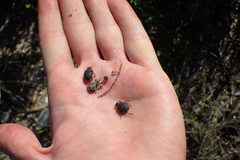 Epirinus flagellatus