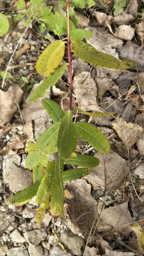Apocynum cannabinum observed 2026-10-22