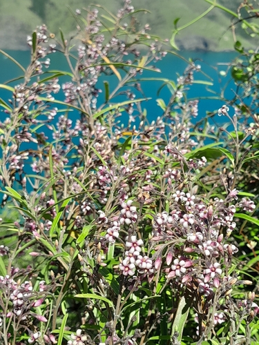 Parsonsia capsularis observed 2026-10-24
