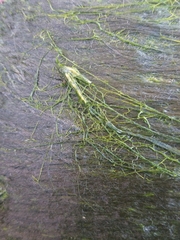Urospora neglecta
