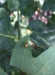 Mangora acalypha