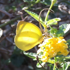 Pyrisitia leuce leuce