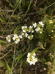 Triphysaria floribunda
