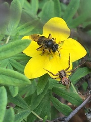 Andrena miranda